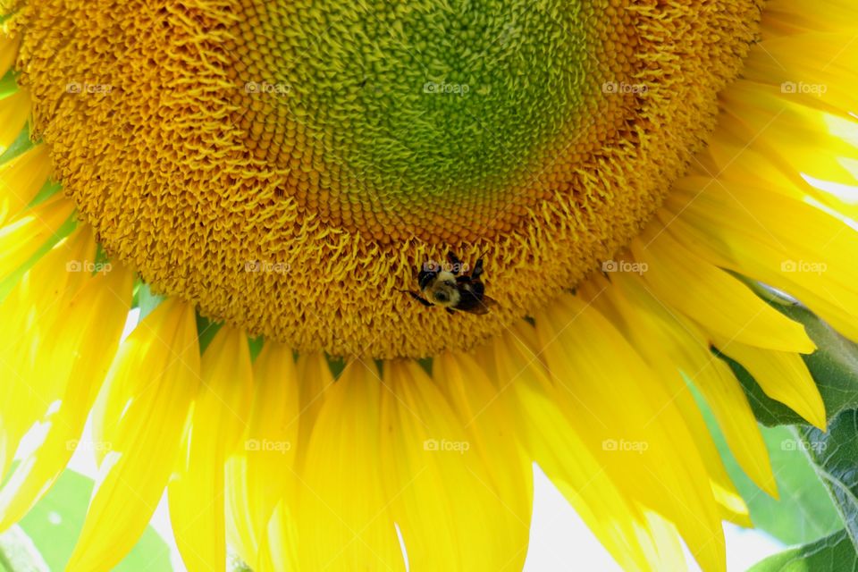 Happy Sunflower