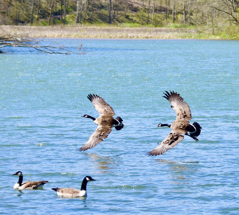 Two geese flying above a lake and two geese in the water