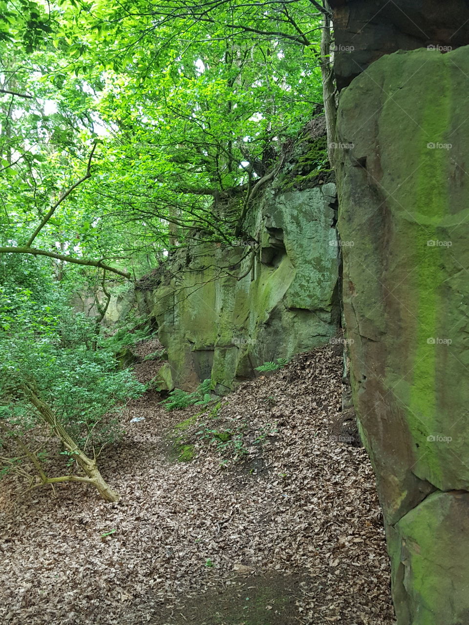 cliff in the woods