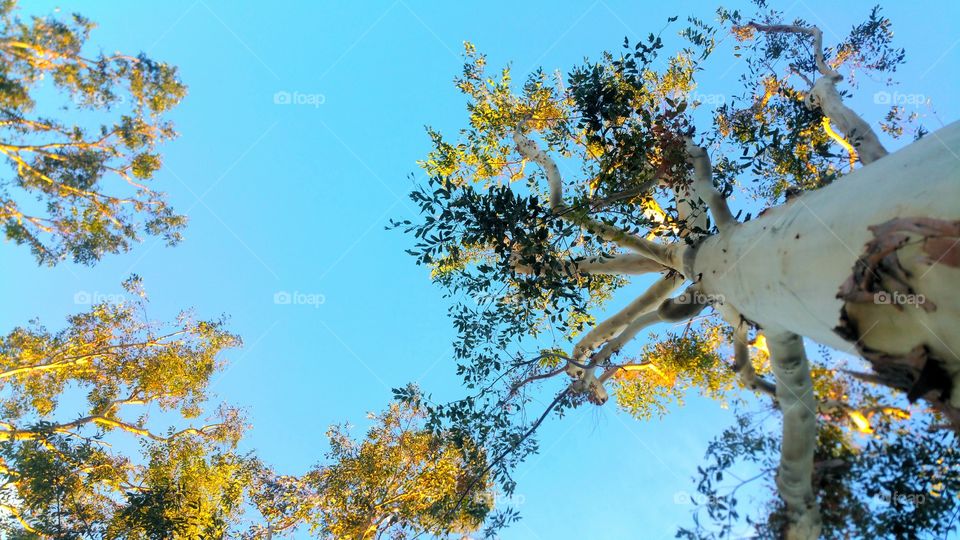 Tree, Fall, Leaf, Nature, No Person