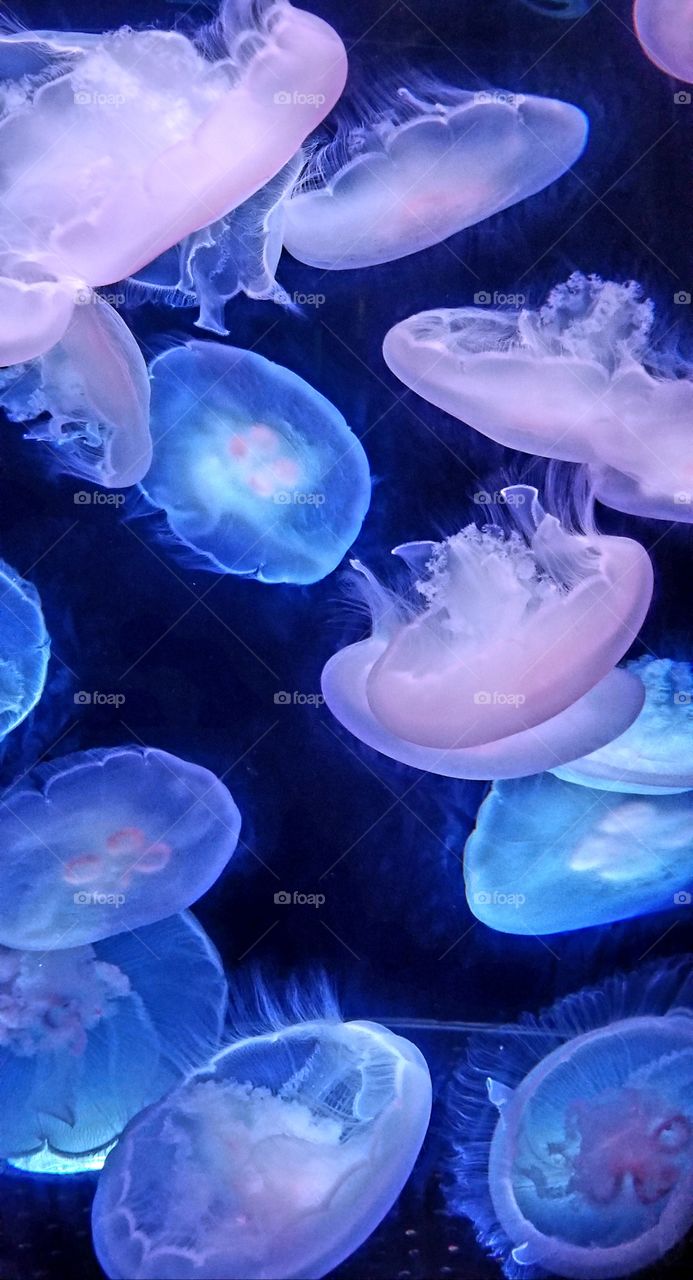 jellyfish aquatic