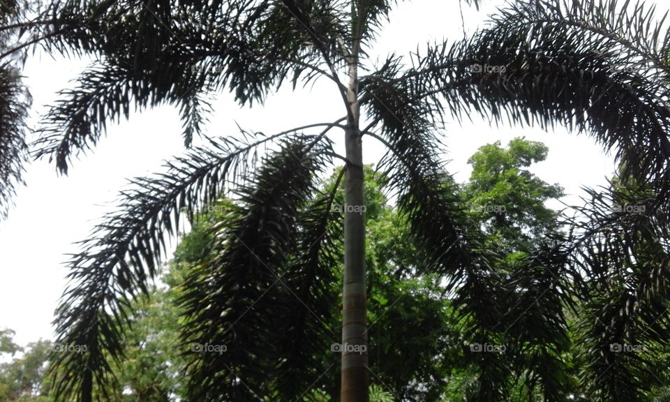 Tree, No Person, Nature, Flora, Palm