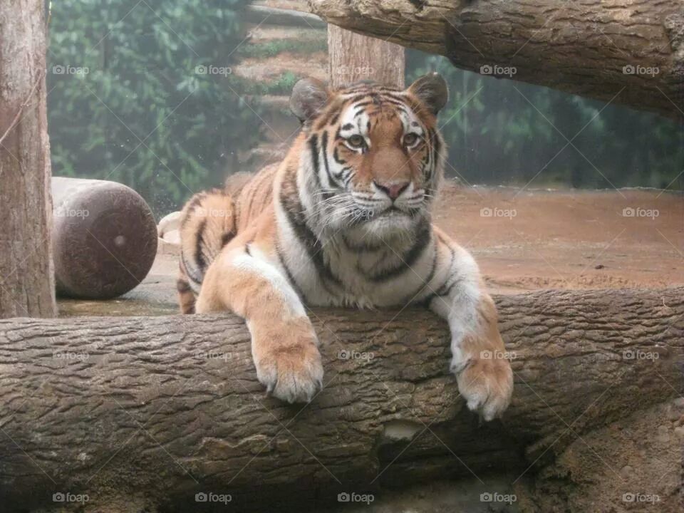 staring tiger