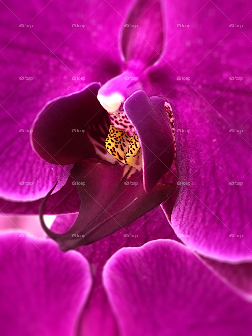 Brightly Colored Magenta Orchid Macro 