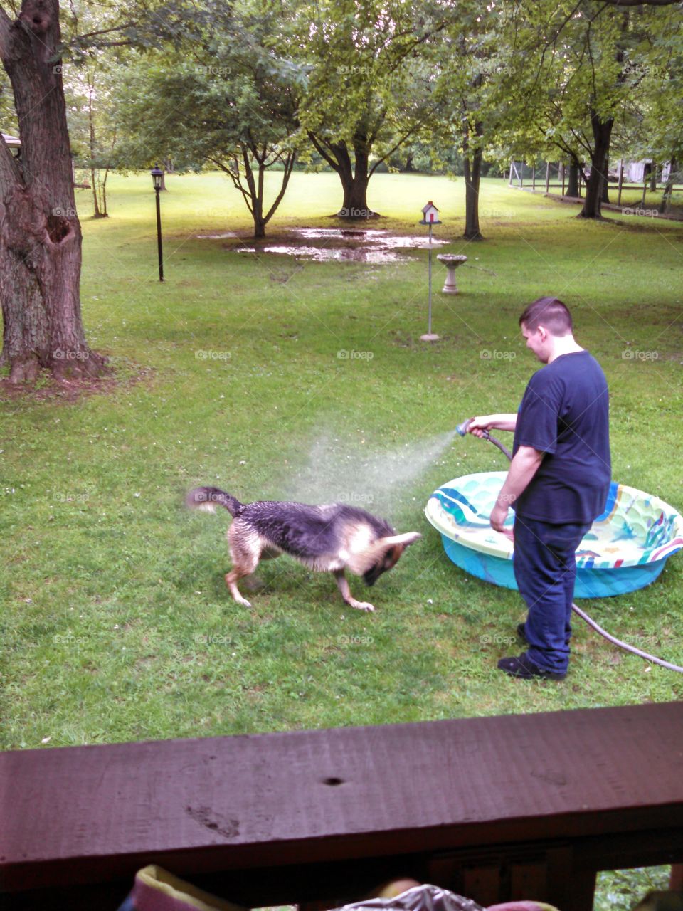 Rinsing off mud from German Shepherd  before barh