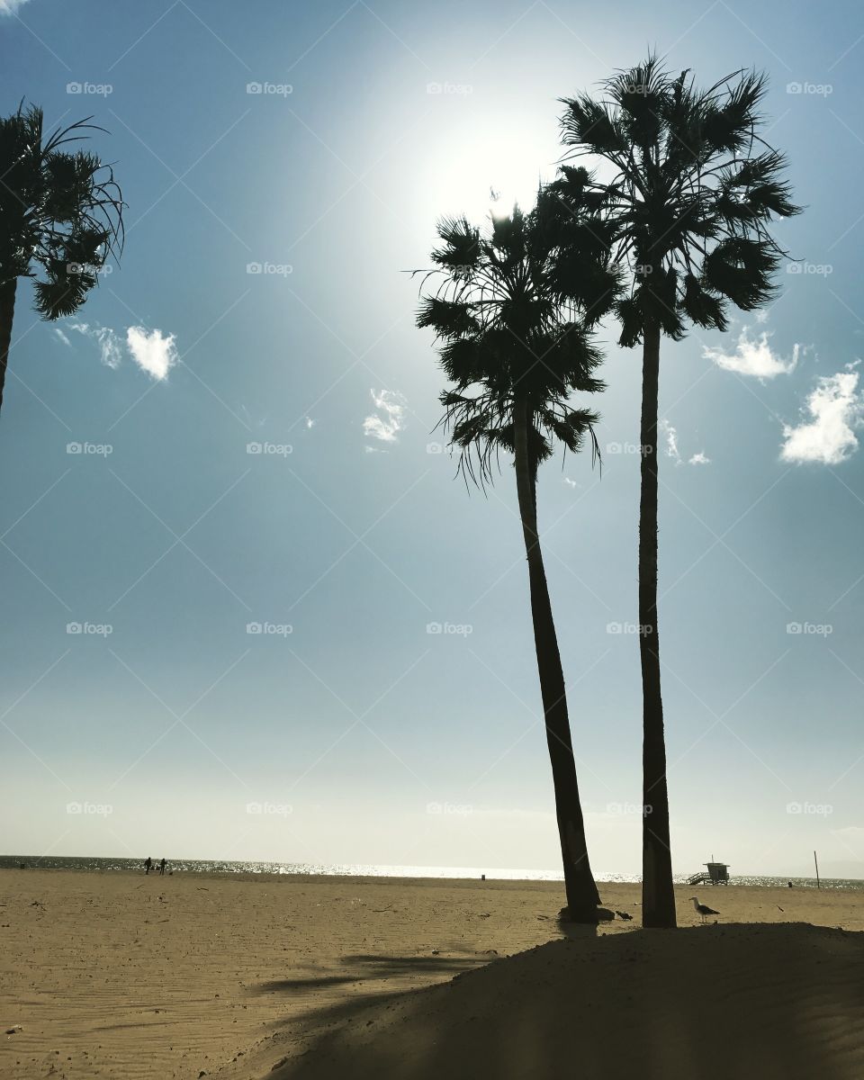 Palm Trees @ Venice Beach