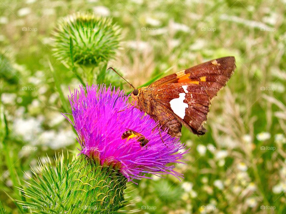 Butterfly in the flowers. 