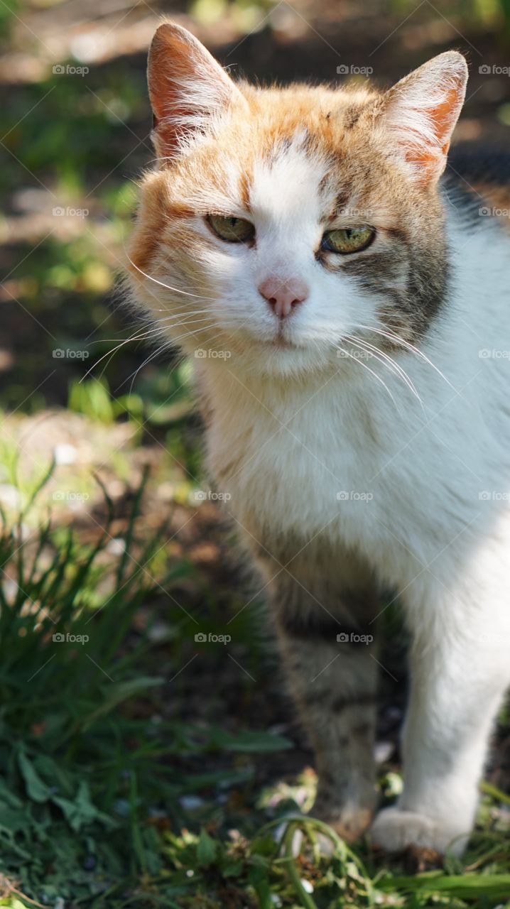 Cat, Cute, Animal, Fur, Pet