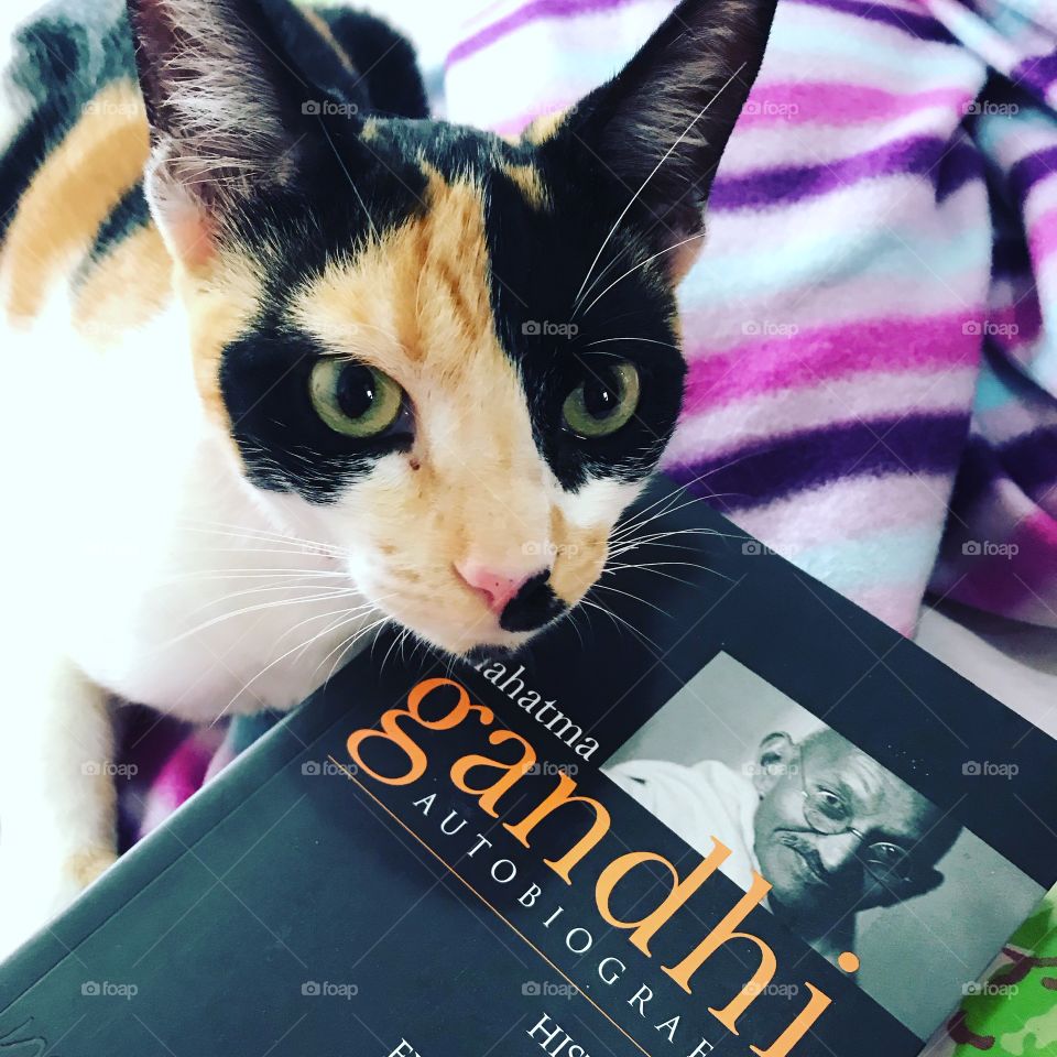 Learning from my cute cat