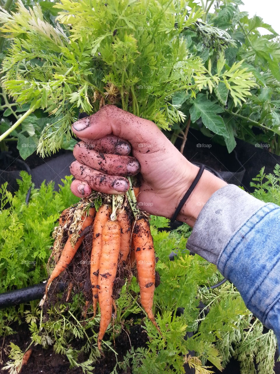 Person hand holding carrots
