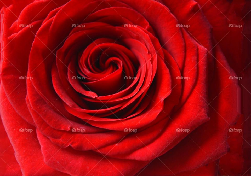 magenta colour magic rose flower petals beautiful background close up