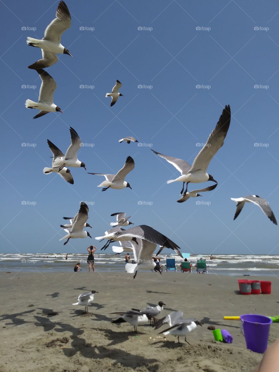 seagulls flocking