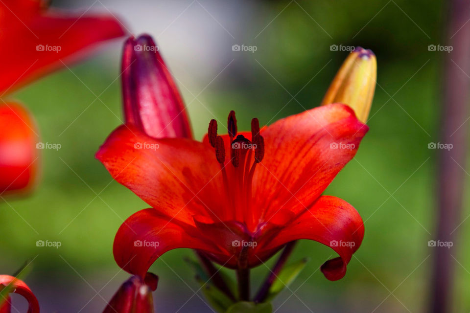 flower red lilly washington by nautiflyer