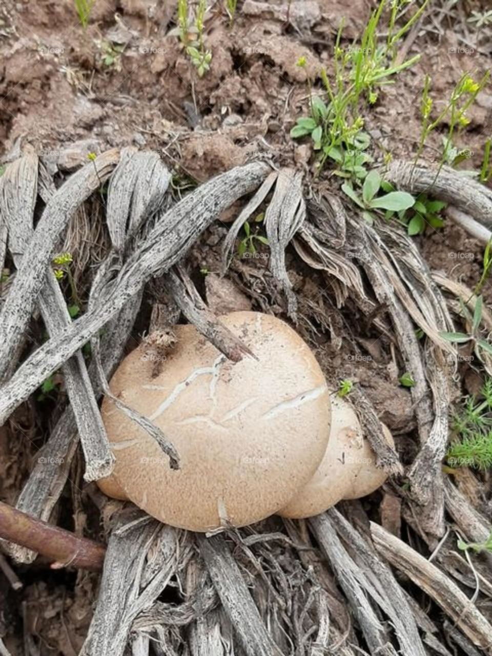 It s called the gold of kamankoosh mountain.. Delicious mushroom