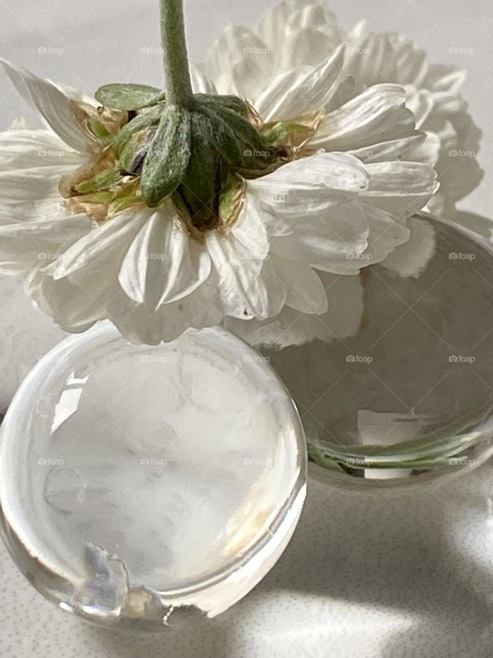 White flower and circle 