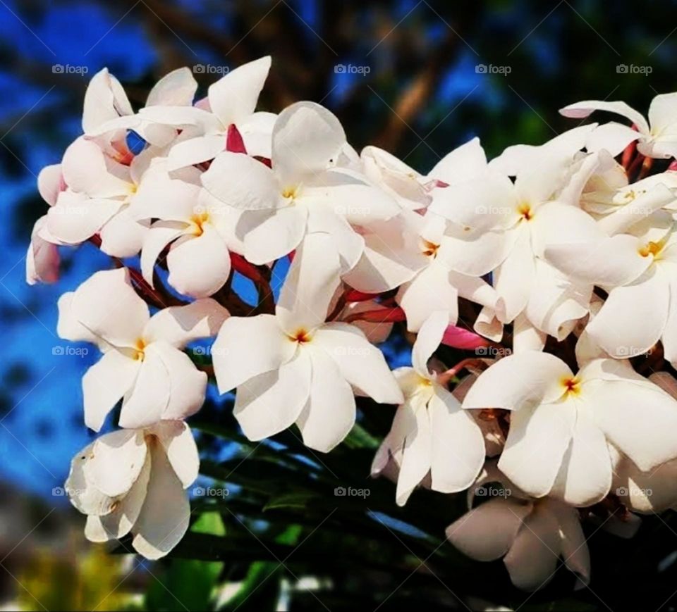 Best flower click line