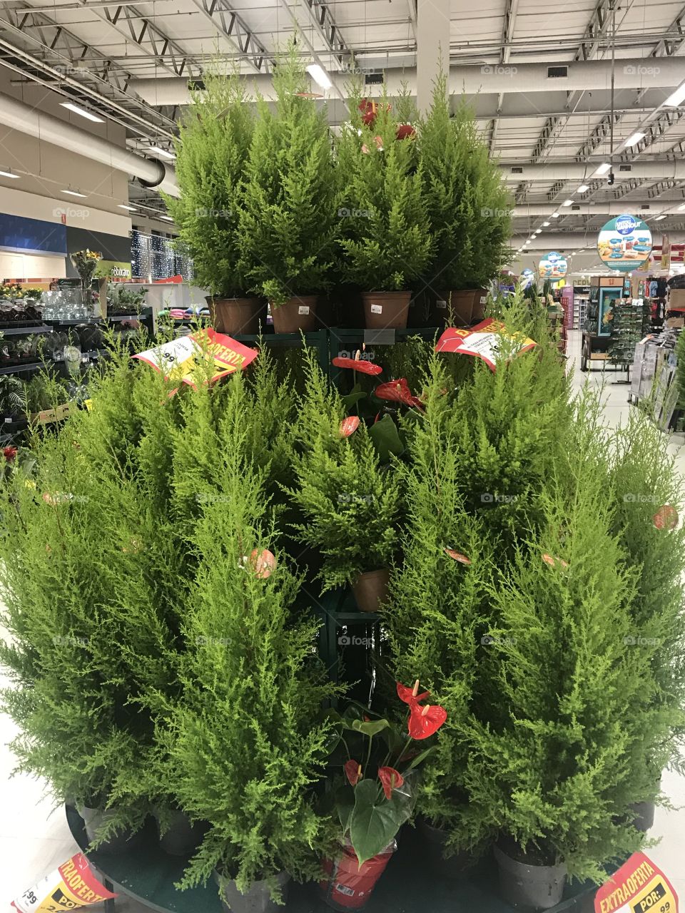 Plants for sales  inside Shopping in Brazil 