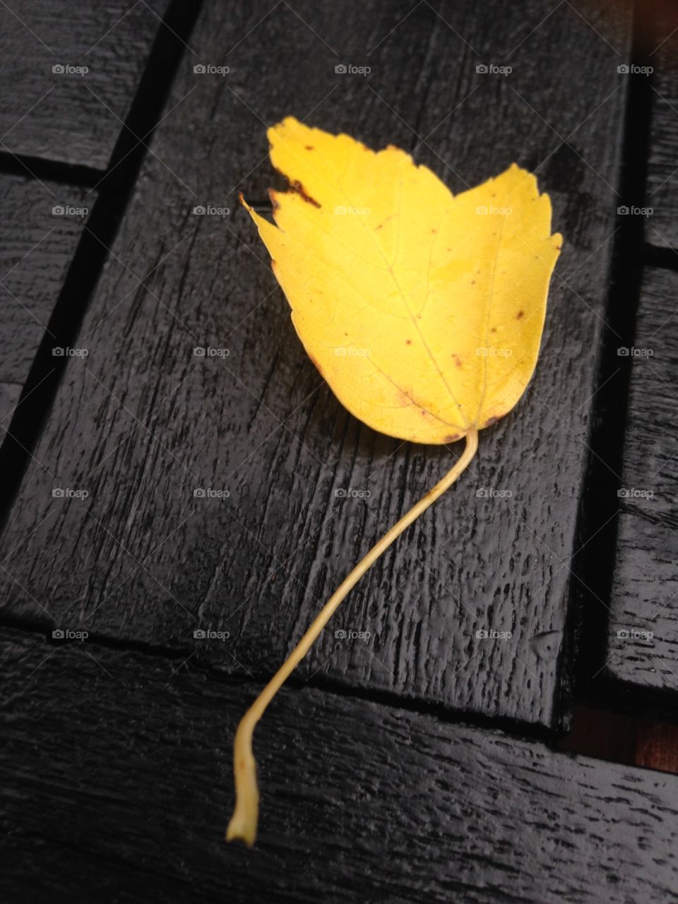 Autumn leave