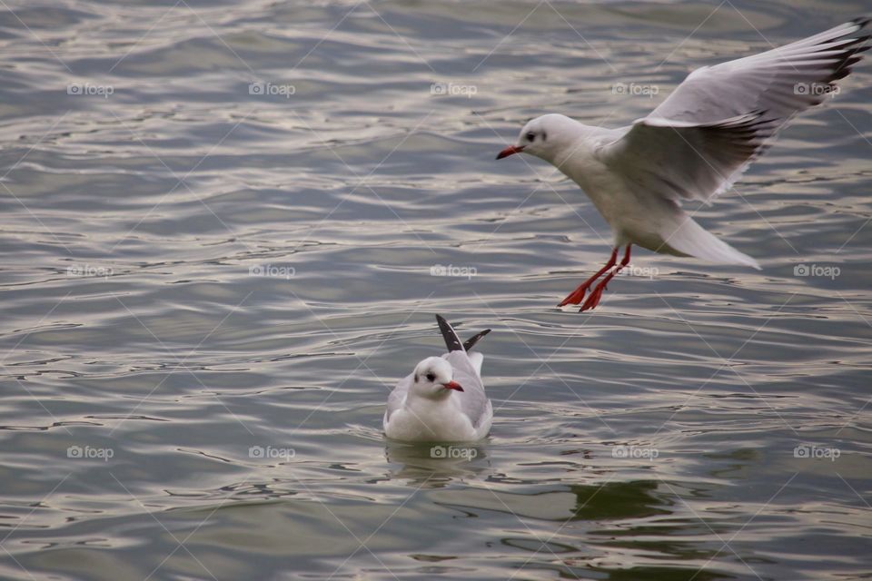 Seagulls in water