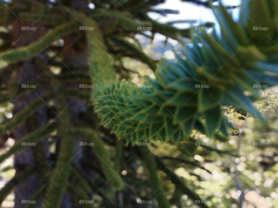 Araucarias iluminadas