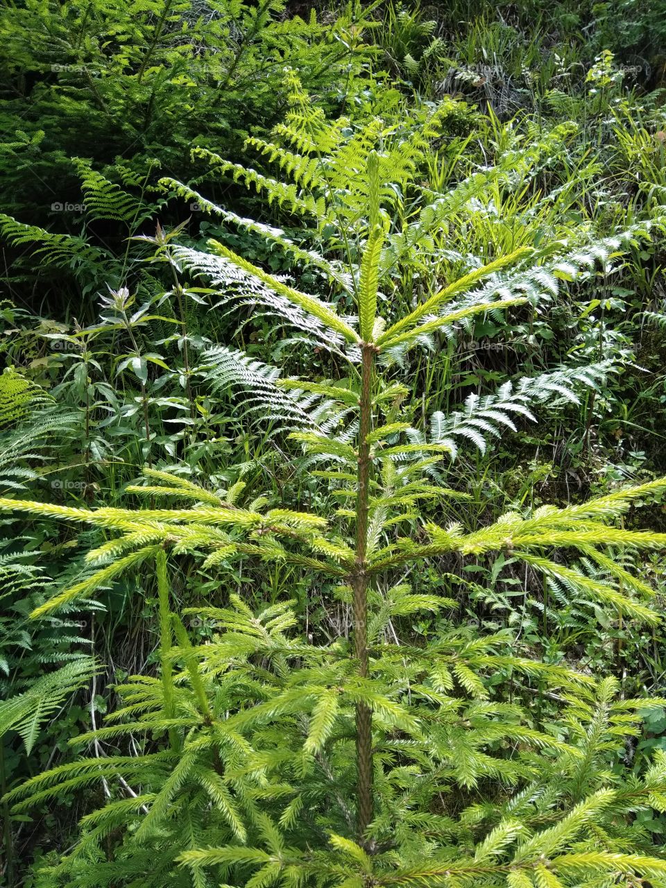 Bad Wildbad Schwarzwald