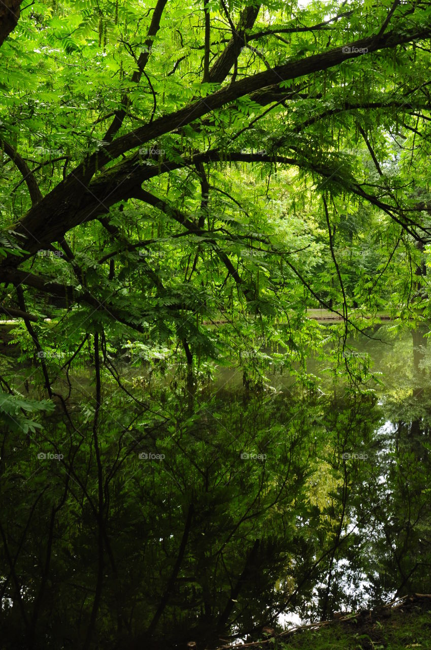 Green tree reflecting on lake