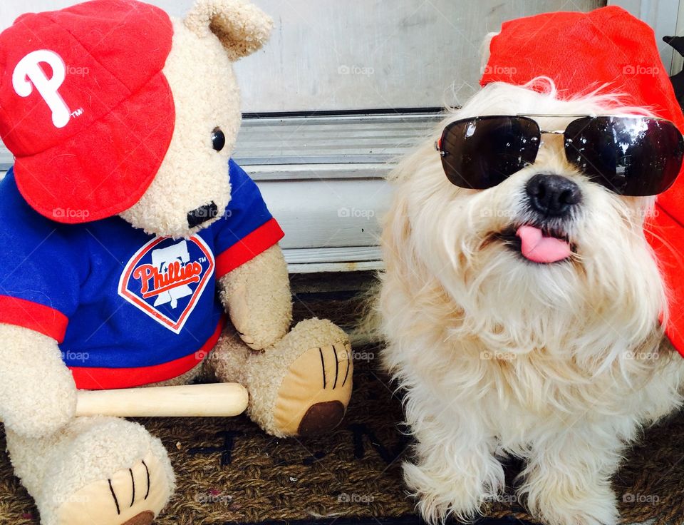 Phillies teddy bear and bear. Love this picture of bear, with his tongue out!