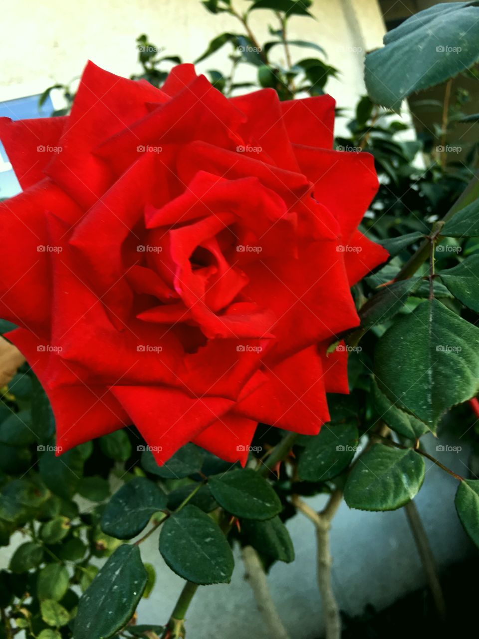 
Una ermoso flor  que alegra El día a cualquier persona