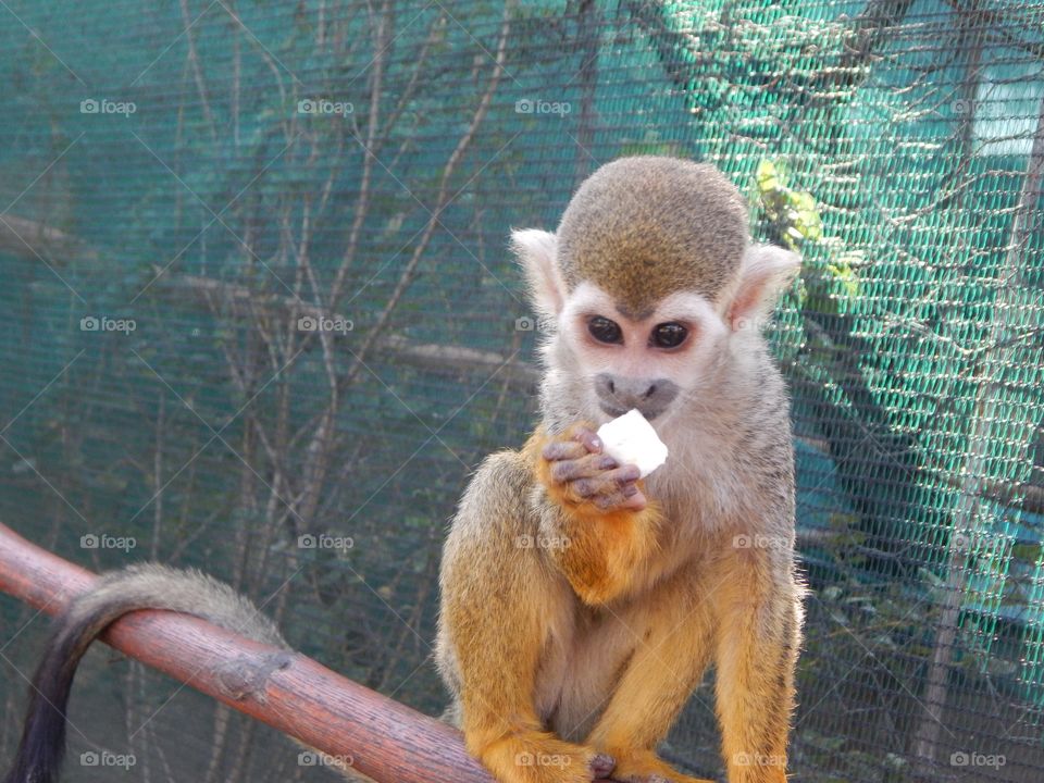 Spider monkey eating fruit