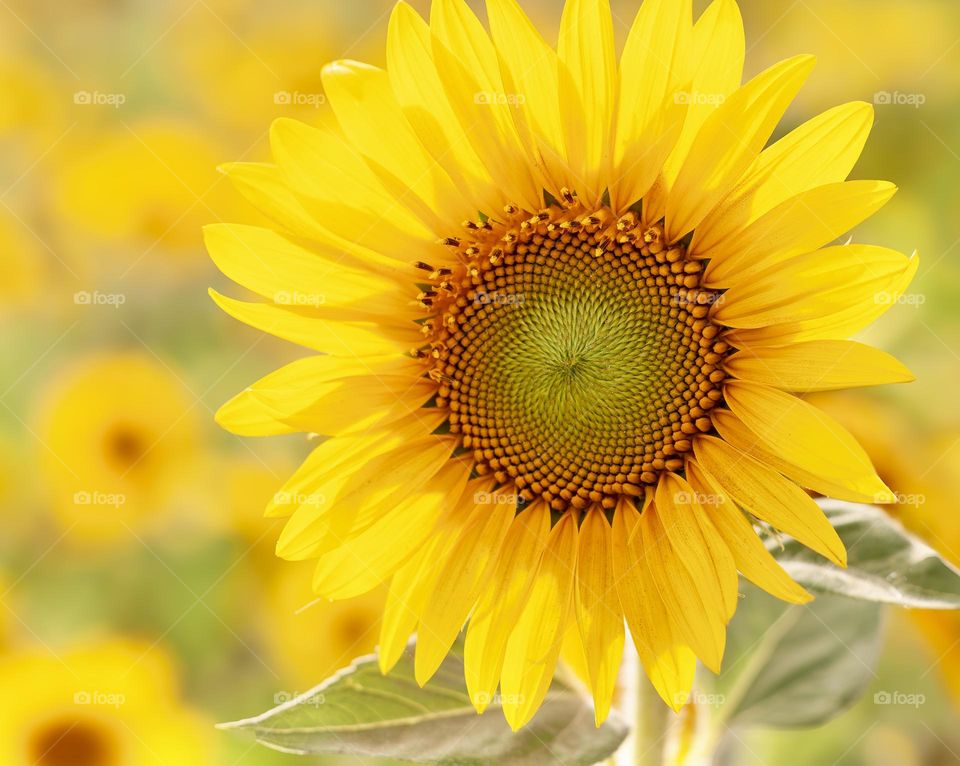 Bright yellow sunflower