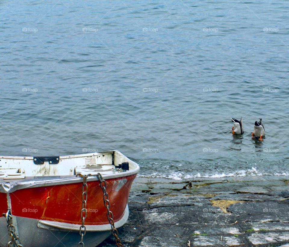 Boat and two ducks fishing in the lake . 