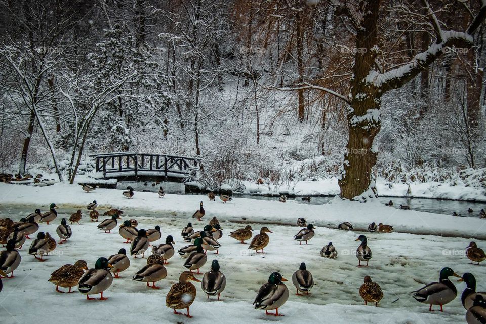 Mallards near pond in winter