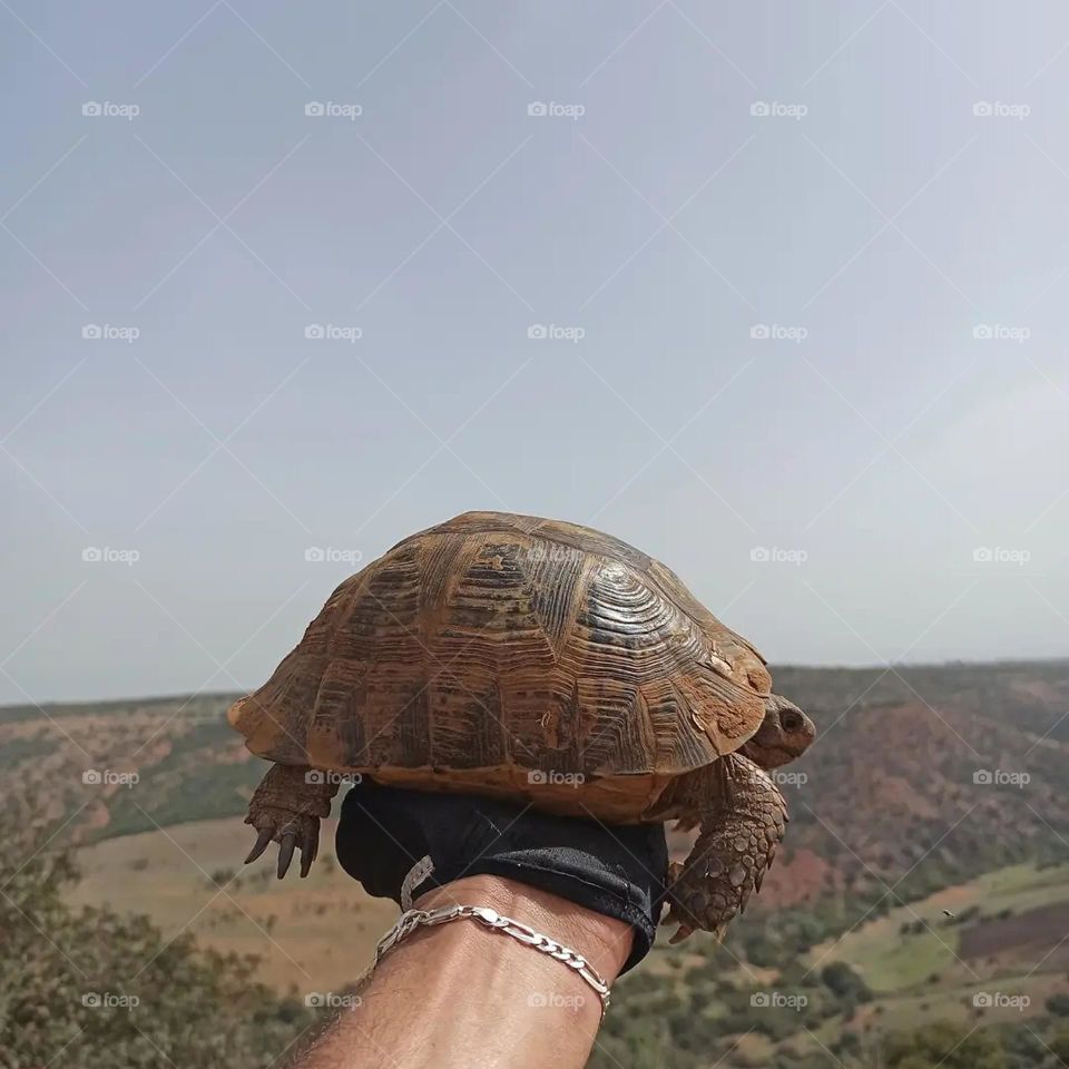 best tortoise