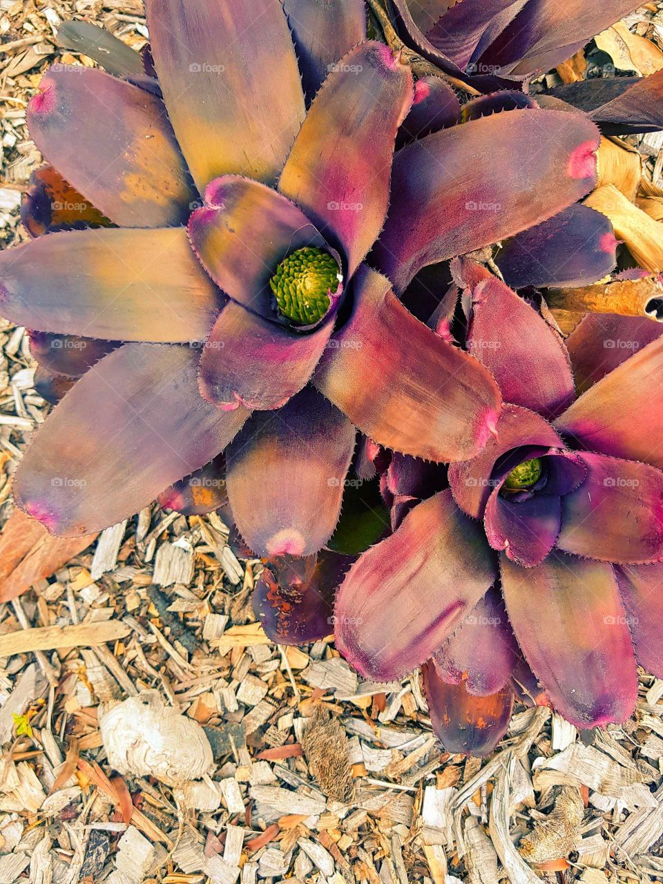 The colorful tones in this succulent plant are really nice.