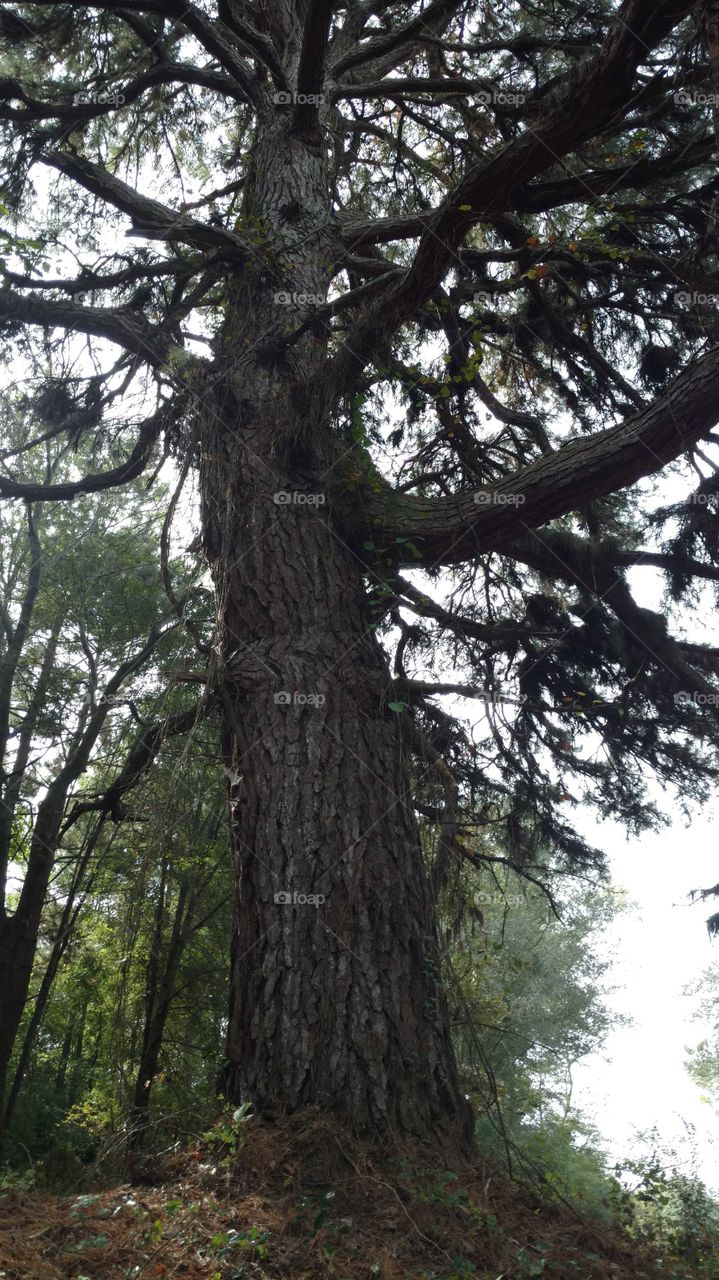 150 year old Pine tree in East Texas