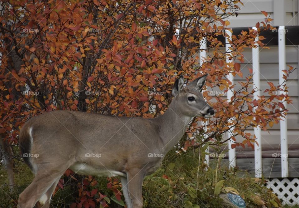 Deer in the yard 