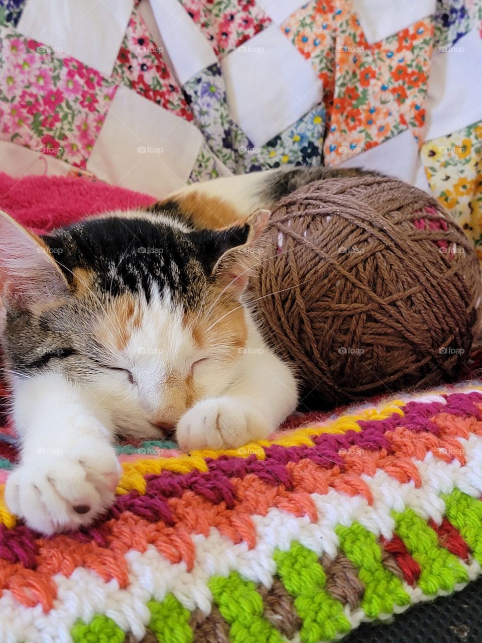 Cat Sleeping with a Ball of Yarn