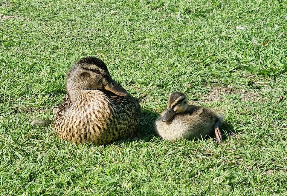Ducks resting