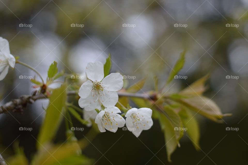 cherry blossom.