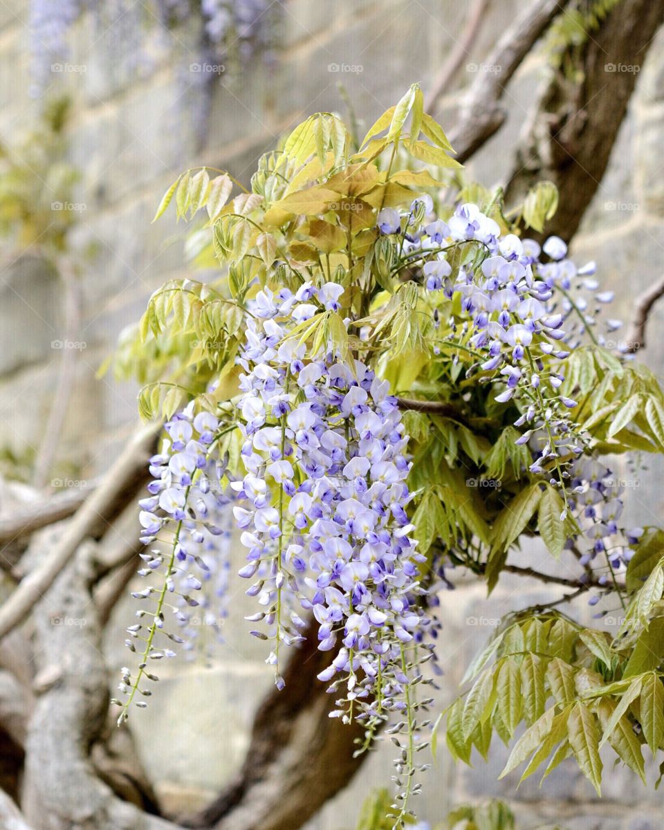 Wisteria