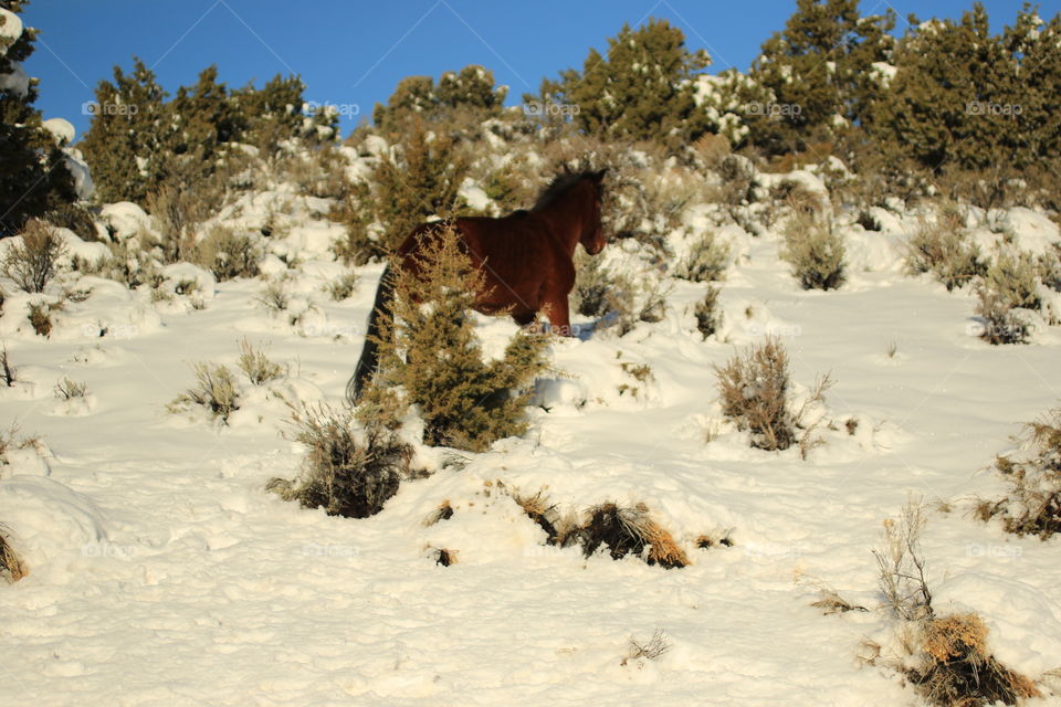 Wild Mustang 