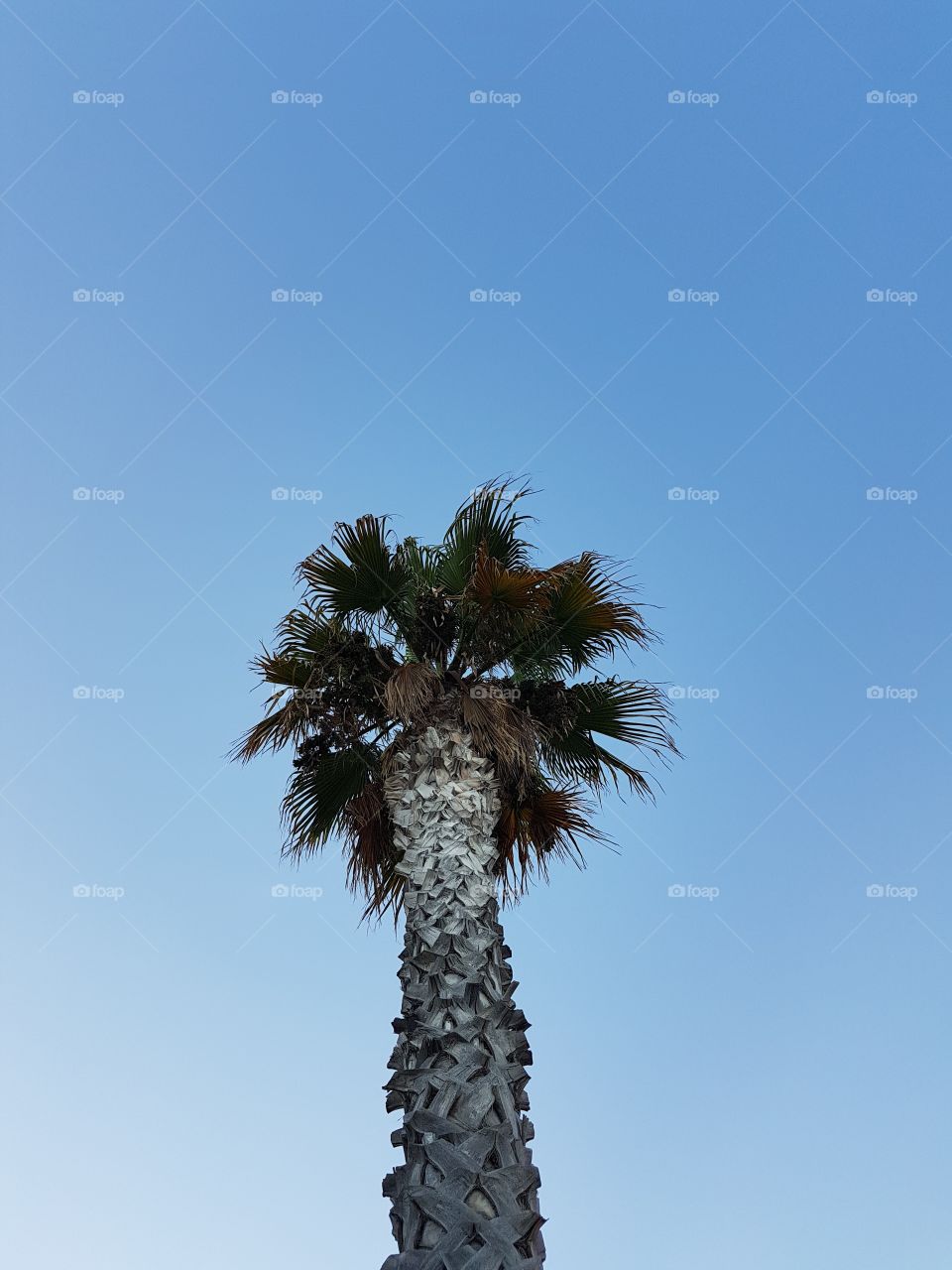 Palm tree against blue sky framed from below