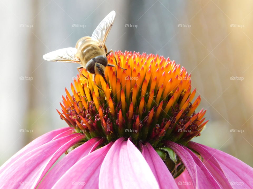 Biene auf der Echinacea