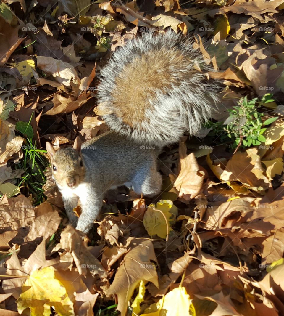 Autumn - squirrel leaves - ekorre löv