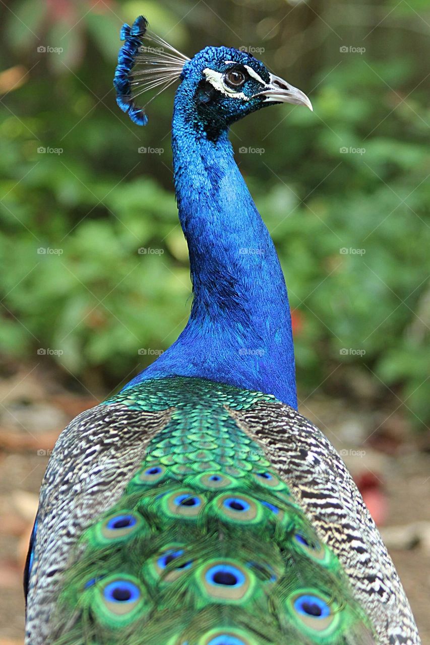 Peacock