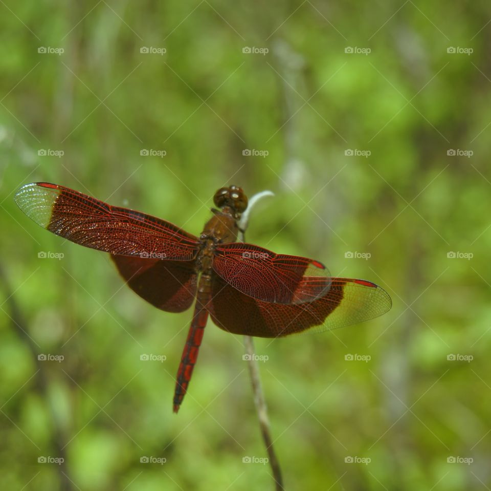 Little red dragonfly