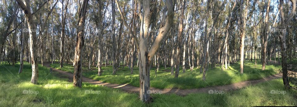 Forest trail