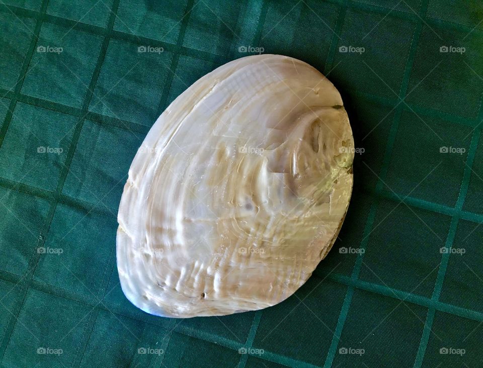 Seashell.