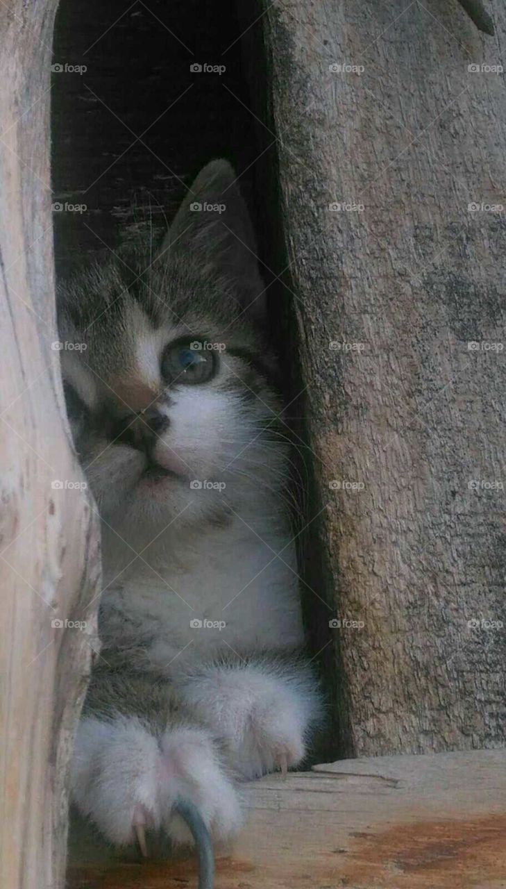 Fun animals in our daily life