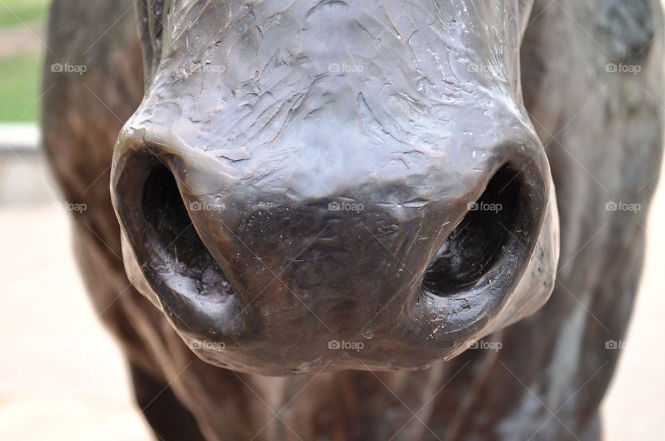 statue nose cow texas by refocusphoto